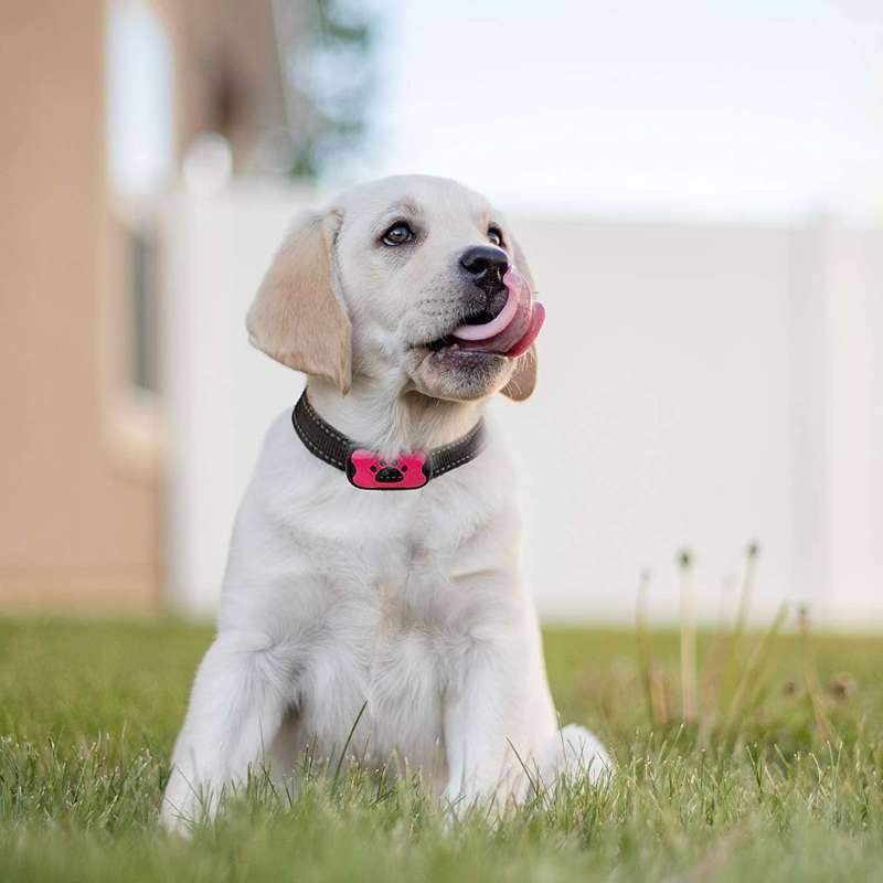Naya Vault | Anti-Bark Collar